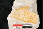 Foto (Detailansicht) von Quercus dampieri Ettingshausen (NHMW-GEO-2024-0188-10365)